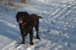 Photo Boykin Spaniel