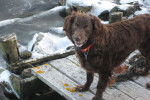 Photo Boykin Spaniel