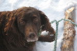 Photo Boykin Spaniel