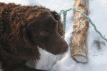 Photo Boykin Spaniel