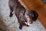 Photo Boykin Spaniel