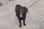 Photo Boykin Spaniel