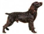 Photo Boykin Spaniel