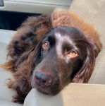 Photo Boykin Spaniel