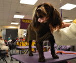 Photo Boykin Spaniel