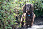 Photo Boykin Spaniel