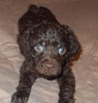 Photo Boykin Spaniel