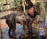 Photo Boykin Spaniel