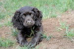 Photo Boykin Spaniel