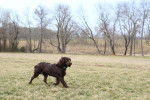 Photo Boykin Spaniel
