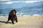Photo Boykin Spaniel