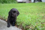 Photo Boykin Spaniel