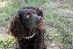 Photo Boykin Spaniel