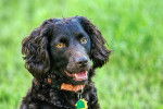 Photo Boykin Spaniel