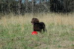 Photo Boykin Spaniel