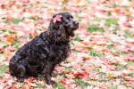 Photo Boykin Spaniel