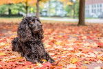 Photo Boykin Spaniel