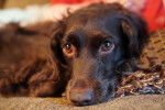 Photo Boykin Spaniel