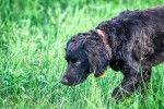 Photo Boykin Spaniel