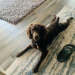 Un Boykin Spaniel allongé sur un tapis et portant un collier autour du cou
