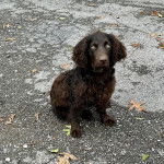 Un Boykin Spaniel assis sur une surface bétonnée et portant un collier autour du cou