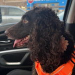 Un Boykin Spaniel assis dans une voiture et portant un harnais 