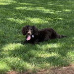 Un Boykin Spaniel ayant la langue pendante et portant un collier autour du cou