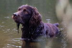 Un Boykin Spaniel dans l'eau et semblant détendu 
