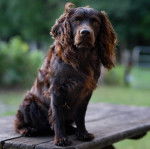Un Boykin Spaniel assis sur une table en bois 