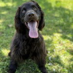 Un Boykin Spaniel assis sur une surface herbacée et ayant la langue pendante 