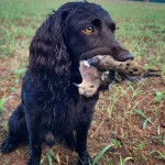 Un Boykin Spaniel assis sur un surface herbacée et ayant un oiseau dans sa gueule 