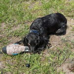 Un Boykin Spaniel allongé sur un terrain herbeux et portant un collier autour du cou