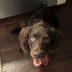 Un Boykin Spaniel sur un plancher et ayant la langue pendante 