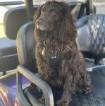 Un Boykin Spaniel portant un collier autour du cou et un harnais 