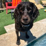 Un Boykin Spaniel devant une piscine et portant un collier autour du cou