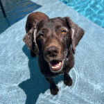 Un Boykin Spaniel dans l'eau et ayant la gueule légèrement ouverte 