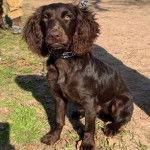 Un Boykin Spaniel assis et portant un collier autour du cou