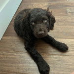 Un Boykin Spaniel allongé sur un plancher et semblant détendu 