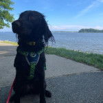 Un Boykin Spaniel assis sur une surface bétonnée et qui est tenu en laisse