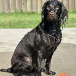 Un Boykin Spaniel assis sur une surface bétonnée 