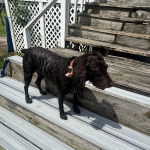 Un Boykin Spaniel sur une marche d'escaliers et portant un collier autour du cou
