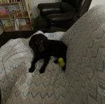 Un Boykin Spaniel allongé sur un canapé et semblant détendu