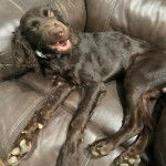 Un Boykin Spaniel allongé sur un canapé et semblant détendu