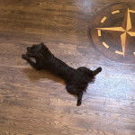 Un Boykin Spaniel allongé sur un plancher et semblant détendu