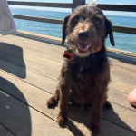 Un Boykin Spaniel assis sur un plancher et portant un collier autour du cou
