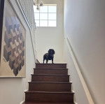 Un Boykin Spaniel dans une cage d'escalier et portant un collier autour du cou