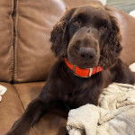 Un Boykin Spaniel allongé sur un canapé et portant un collier autour du cou