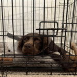Un Boykin Spaniel allongé dans une cage et portant un carcan 