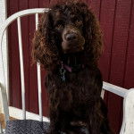 Un Boykin Spaniel assis sur une chaise et portant un collier autour du cou