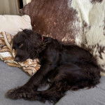 Un Boykin Spaniel allongé sur un canapé et semblant détendu